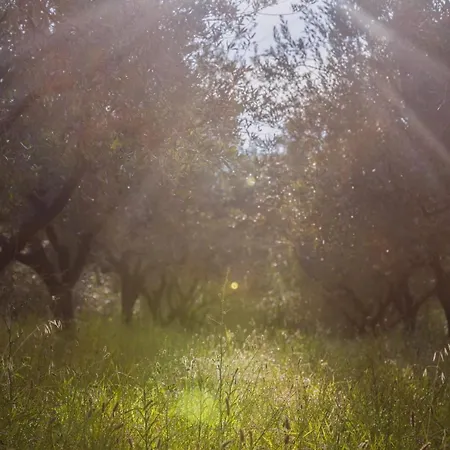 Med Oljkami * Capodistria