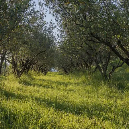 Med Oljkami Lejlighed *