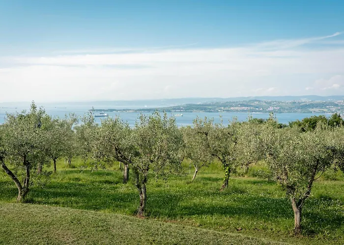 Διαμέρισμα Med Oljkami