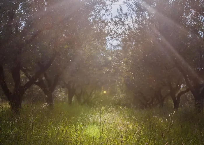 Med Oljkami * Κόπερ